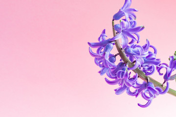 close up of blooming Blue hyacinth flower on pink background. Copy space.