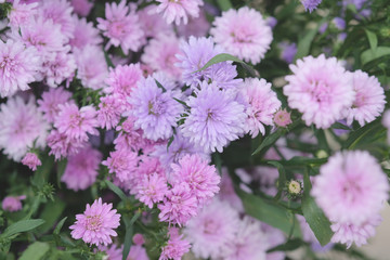 Colorful flowers chrysanthemum made with gradient for background,Abstract,texture,Soft and Blurred style.postcard.