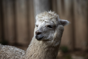 portrait of alpagua in an animal park