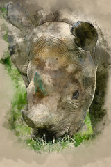 Watercolour painting of black rhinoceros diceros bicornis michaeli