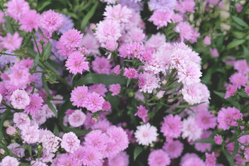 Obraz premium Colorful flowers chrysanthemum made with gradient for background,Abstract,texture,Soft and Blurred style.postcard.