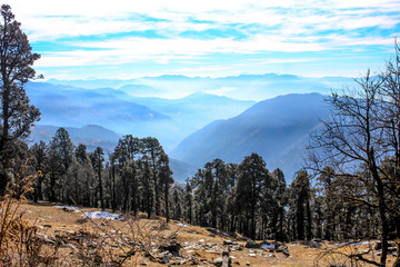 trees in the mountains