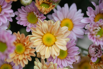 Colorful flowers chrysanthemum made with gradient for background,Abstract,texture,Soft and Blurred style.postcard.