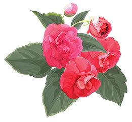 Rosa Multiflora flower -vector