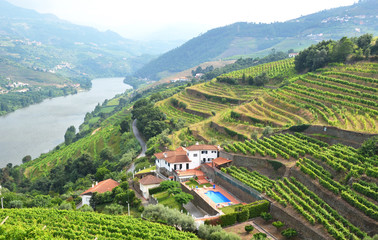 Vineyards in the valley of Douro river, Portugal