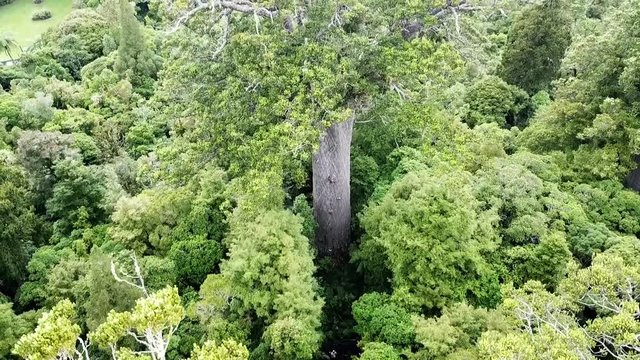 Drone view of gigantic Kauri tree in New Zealand.