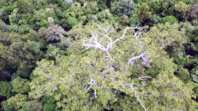 Drone view of gigantic Kauri tree in New Zealand.