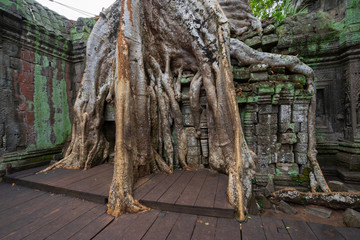 Ta Prohm Temple, Cambodia: Tree grown into building