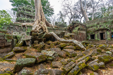 Ta Prohm Temple, Cambodia: Tree grown into building