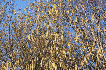 Yellow male flowers of a common hazel tree against blue sky. Corylus avellana