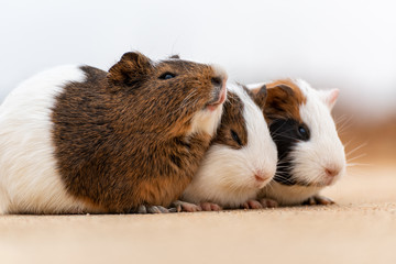 Three guinea pigs on the cement pavement
