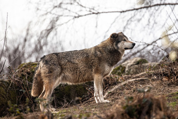 European Grey Wolves in forest