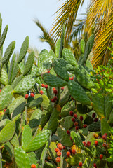 PALERMO, Streets, Market, Nature, Handycrafts, Street Food, Typical dessert and Ice-Cream, Sicily, Italy