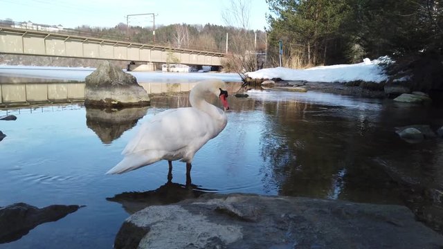 Swan standing in shallow warer near human made bridge