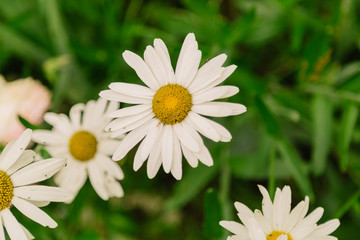 Obraz premium Spring in ecological garden and beautiful closeup of field of white and pink daisy blossoms.