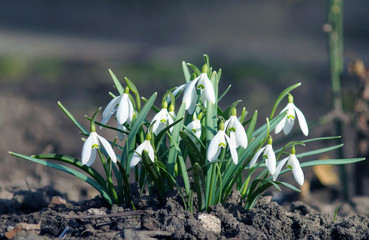 First spring flowers in the garden near home.