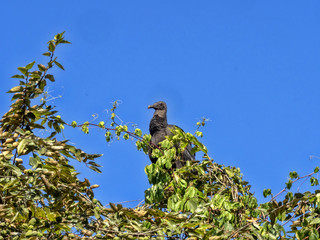 Black vulture, Coragyps atratus, sitting in a high tree, Guatemala