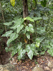 Wild lianas on trees, Guatemala.