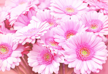 Summer/autumn blossoming gerbera flowers on pink background, bright floral card, selective focus	