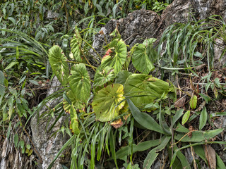 The original wild begonia, Guatemala.