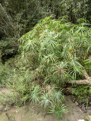 Wild papyrus in the rainforest, Guatemala.