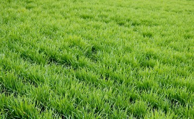 むぎ　畑　田舎　栃木