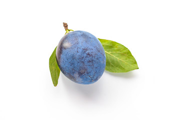 Plum tree with green leaves on white background