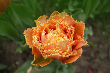 Tulips called Sensual Touch. Fringed peony tulip