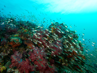 Plongée .Thailande