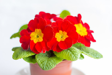 beautiful spring flowers, red primroses on white background