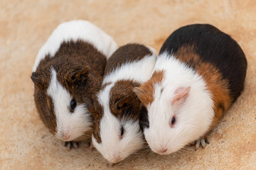 Three guinea pigs on the cement pavement