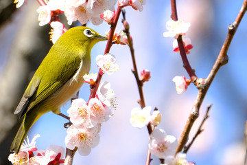 white eye and plum flower