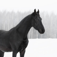 Obraz premium Black frisian horse on snow winter background, portrait close up