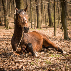 Pferd im Wald 