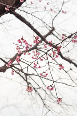 Cherry blossom flower