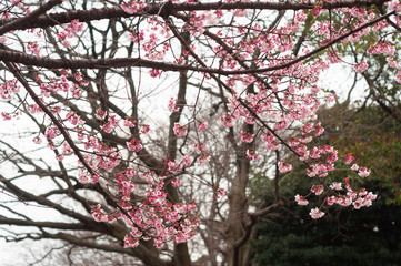 Cherry blossom flower