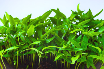 Young green shoots of sweet pepper with juicy leaves. Seedlings of bell pepper