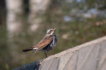 Dusky thrush, Miura city, Kanagawa prefecture, Japan