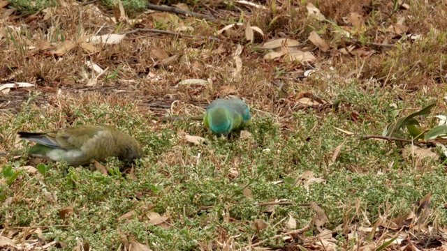 A pair of red rumped parrots feeding on grass seeds on the ground. LOCKED DOWN SHOT.