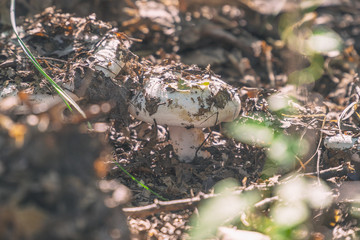 Small mushroom of white color in the old fallen foliage