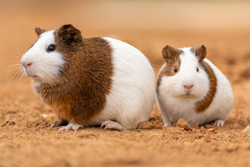 Two cute guinea pigs