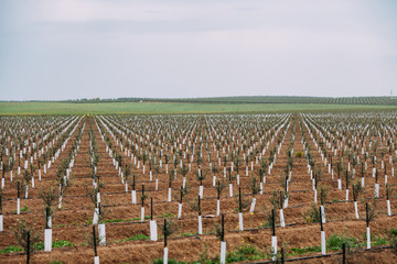 Olives plantation Arbequina