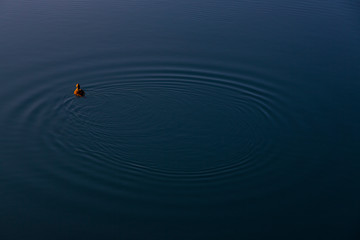 COMMON EIDER (Somateria mollissima)