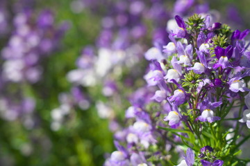 Obraz premium Tokyo,Japan-March 8, 2019: Linaria maroccana or Moroccan toadflax or annual toadflax or Hime Kingyoso