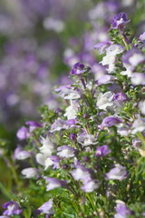 Tokyo,Japan-March 8, 2019: Linaria maroccana or Moroccan toadflax or annual toadflax or Hime Kingyoso