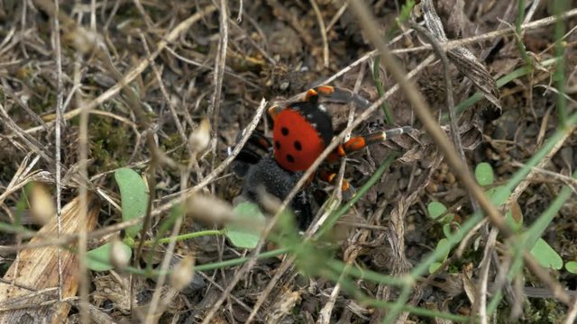 Eresus Sandaliatus (Ladybird Spider) Rare spider