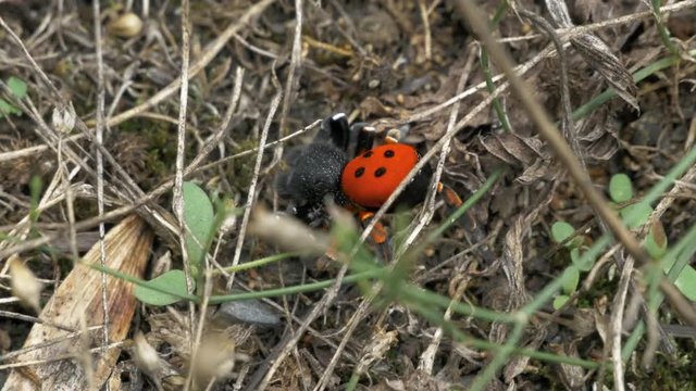 Eresus Sandaliatus (Ladybird Spider) Rare spider close up shot