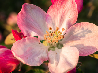Pink flower of an apple tree close up