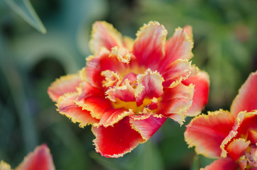 Sensual  Golddust. Orange double petal tulip