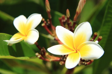 Plumeria